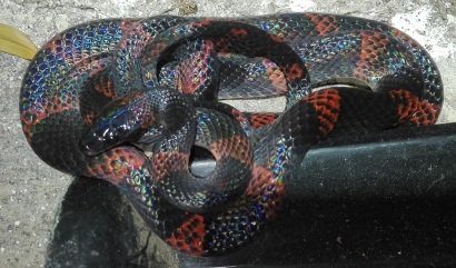 Weer een nieuwe slang voor de lijst, de Forest Flame snake (Oxyrhopus petolarius) met een schitterende glans over de schubben. Deze soort imiteert met zijn rood-en-zwart-kleurencombi de giftige koraalslang, maar is ophistoglyf (''achtertand-giftig'') en alleen gevaarlijk voor kleine dieren zoals hagedissen.