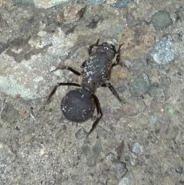 Een hele grote mierwesp (Mutillidae sp.).