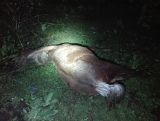 Bij aankomst op camping 2. Dit arme dier had de conditie van een dood paard. Volgens Diego is het dier aan koliek overleden. Binnenkort even kijken of een poema er al vandoor mee is gegaan.