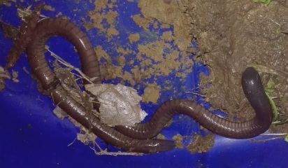 De wormsalamander (Caecilia pachynema).