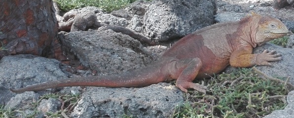 Galapagoslandleguaan (Conolophus subcristatus).